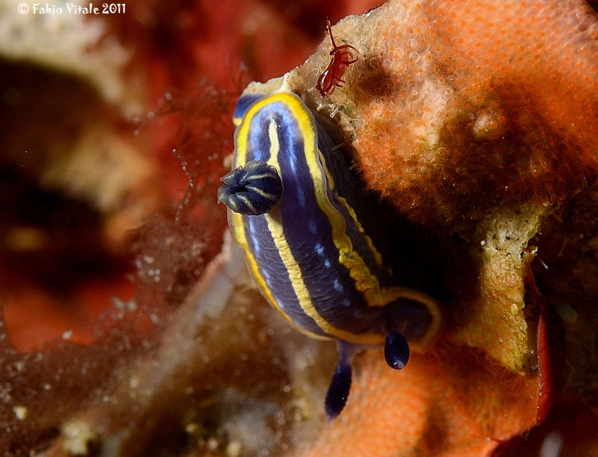 Hypselodoris tricolor